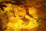 Fossil Fly Swarm (Diptera) In Baltic Amber #166231-1